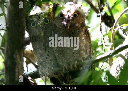 sokoko scops owl (Otus ireneae), at day-time roost in Cynometra-Manilkara forest, part of Sokoke Forest, Kenya, Sokoke Forest Stock Photo
