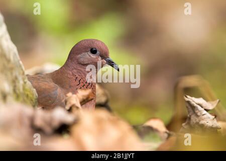 Iranian laughing dove (Streptopelia senegalensis), portrait, Turkey Stock Photo