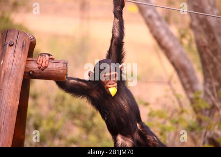 South Africa, in a chimpanzee sanctuary. Stock Photo