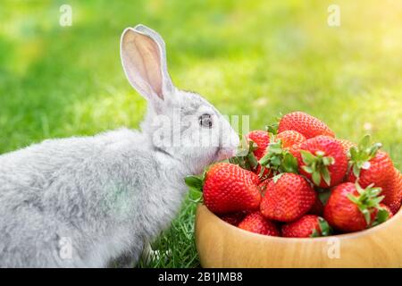 Cute beautiful gray fluffy rabbit sitting on green grass lawn backyard and smell, eat and tasting ripe red strawberry in wooden bowl. Small sweet Stock Photo