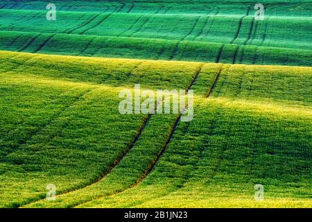 Green wheat rows and waves of the agricultural fields of South Moravia, Czech Republic. Can be used like nature background or texture Stock Photo