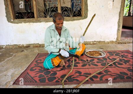 Sri Lanka, Uva province, Dombagahawela, Madara, farmer peeling cinnamon branch Stock Photo