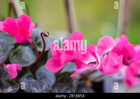Cyclamen flowers in a homey flowerpot, pink, purple, and white. In early winter bloom, dark green leaves. Isolated by blurred background. Stock Photo