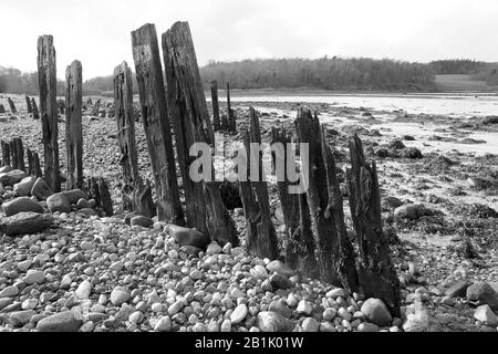 Remains of a Wooden Groyne beside Menai Strait, The Spinnies Aberogwen Nature Reserve, North Wales Stock Photo