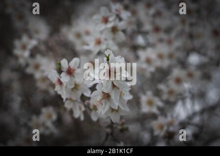 Lots of almond tree flowers, gorgeous pink and white blossoms, small flower background. The Jerusalem Forest. Stock Photo