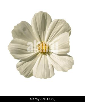 white garden cosmos or Mexican aster (cosmos bipinnatus) flower isolated on white Stock Photo