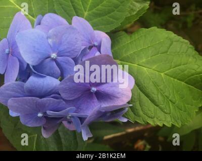 Close up of blooming purple blue hydrangea flowers in garden Stock Photo