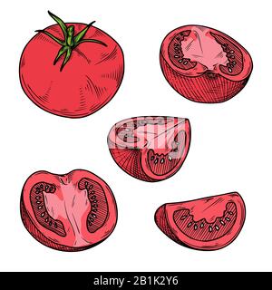 Set of different tomatoes isolated on a white background. Color sketch. Vector illustration Stock Vector