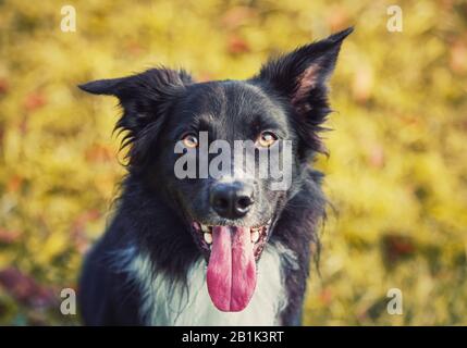 Close up portrait obedient joyful border collie dog looking up to his master, cheerful funny face mouth open showing long tongue. Outdoors background, Stock Photo