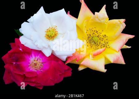 Close up of three roses red,white and orange isolated on black background.Three roses on black background. Stock Photo