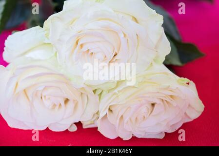 White roses over pink background Stock Photo