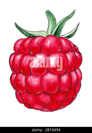 Watercolor pink raspberry food isolated on a white background illustration. Drawn creative graphic design element. Stock Photo