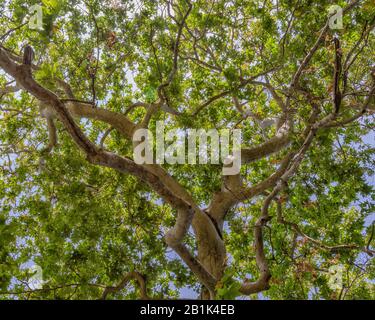 The canopy of a Western Sycamore tree (Platanus racemosa) spreads its branches in Sycamore Canyon, Malibu, CA. Stock Photo