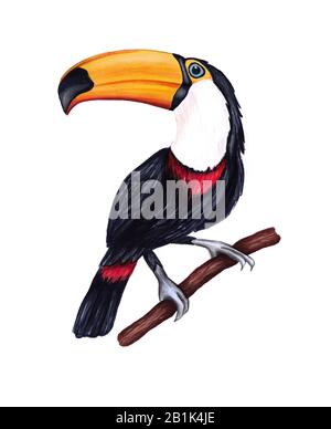 Hand drawn cute tropical bird toucan on a white background. Stock Photo