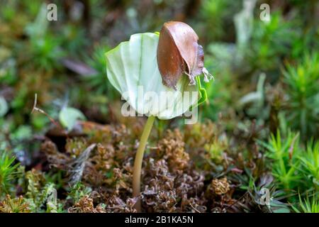 The sapling of Fagus sylvatica, the European beech or common beech on a forest floor with a moss Stock Photo
