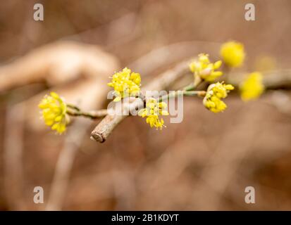 Yellow cornelian cherry blossoms in spring Stock Photo