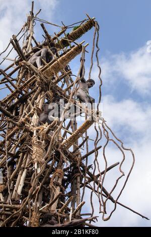 Pentecost pentercost island Vanuatu - 2019: Traditional Melanesian Nagol land diving ceremony (Men jumping with vines from wooden towers). Initiation. Stock Photo