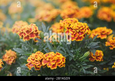Beautiful Yellow and red Mexican marigold flower blooming in garden, nature background Stock Photo