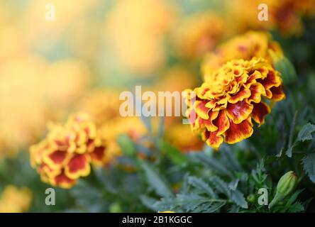 Beautiful Yellow and red Mexican marigold flower blooming in garden, nature background Stock Photo