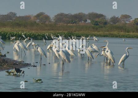 Great egrets (Ardea alba) on the Rio Magdalena, Santa Cruz de Mompox, Bolivar, Colombia Stock Photo