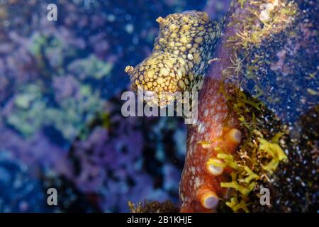 Common octopus (Octopus vulgaris) in shallow water, Valle Gran Rey, La Gomera, Canary Islands, Spain Stock Photo