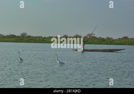 Fisherman and great egrets on the Rio Magdalena, Santa Cruz de Mompox, Bolivar, Colombia Stock Photo