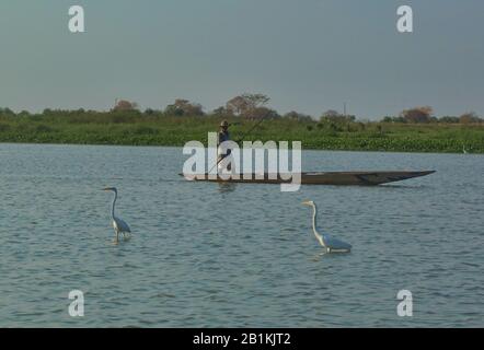 Fisherman and great egrets on the Rio Magdalena, Santa Cruz de Mompox, Bolivar, Colombia Stock Photo