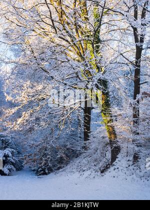 Snow-covered tree with Common ivy (Hedera helix) overgrown in sunlight, Styria, Austria Stock Photo