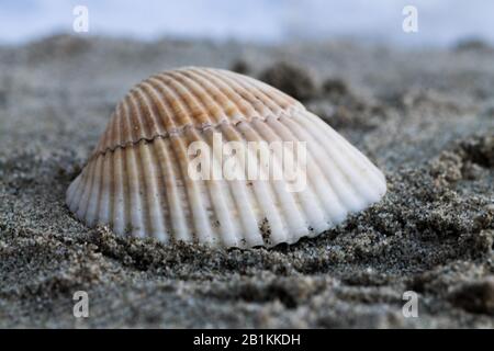shells on the beach Stock Photo