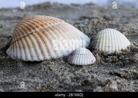 shells on the beach Stock Photo