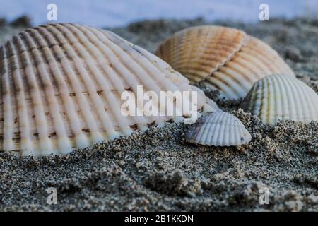 shells on the beach Stock Photo