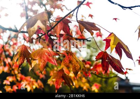 five-pointed leaves with autumn colors Stock Photo