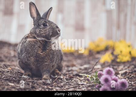 Gray and white bunny rabbit in garden with flowers for Easter Spring soft vintage setting Stock Photo