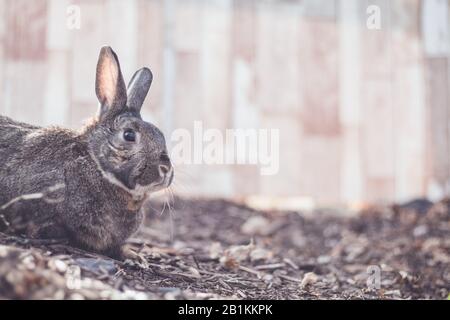 Gray and white bunny rabbit in garden for Easter Spring soft vintage setting room for text copy Stock Photo