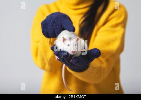 White rat is sitting in the hands. The hands that hold the rat wear knitted gloves. Stock Photo