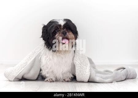 Shaggy dog ​​of Shih Tzu breed, sitting on the floor sheltered by a warm bathrobe. Against the background of a white room. Stock Photo