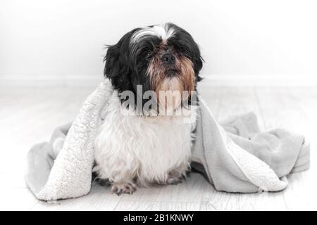 Shaggy dog ​​of Shih Tzu breed, sitting on the floor sheltered by a warm bathrobe. Against the background of a white room. Stock Photo