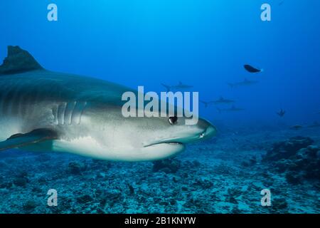 Tiger Shark, Galeocerdo cuvier, Moorea, French Polynesia Stock Photo