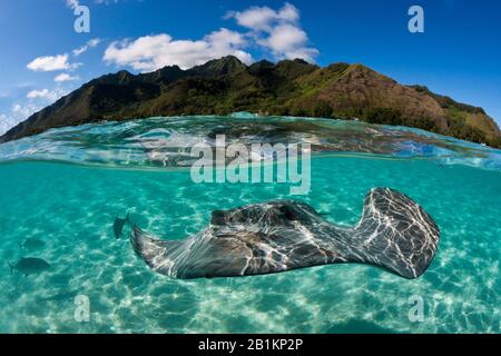 Snorkeling with Pink Whipray in Lagoon, Pateobatis fai, Moorea, French Polynesia Stock Photo