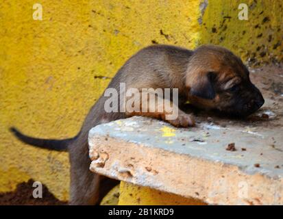 Adorable Dog on park ground Stock Photo