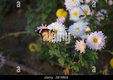 Danaus chrysippus also known as Plain tiger Butterfly over Chrysanthemum white flower in a Garden Stock Photo