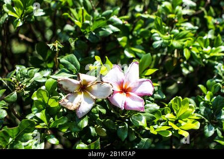 The flower falls on the Buddha's door and the flowers are beautiful Stock Photo