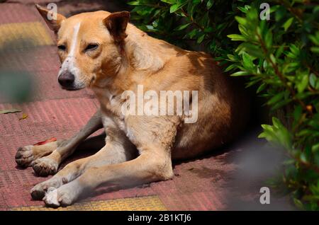 Adorable Dog on park ground Stock Photo