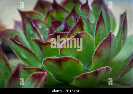 succulent plant close up with dew, background wallpaper,green & red. Stock Photo