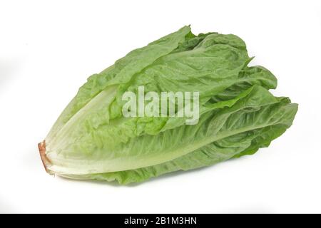 Romana-Salat, Freisteller, Studioaufnahme Stock Photo