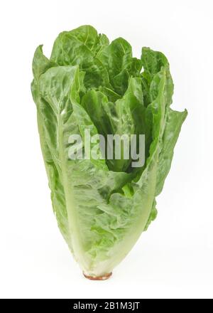Romana-Salat, Freisteller, Studioaufnahme Stock Photo