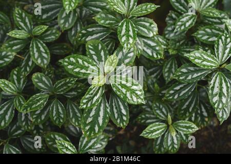Tropical 'Pilea Cadierei', also called 'Aluminium Plant' or 'Watermelon Pilea' with beautiful oval leaves with each leaf having raised silvery patches Stock Photo