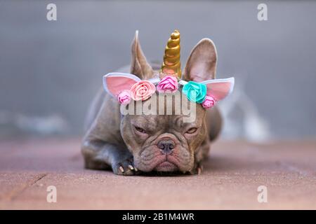 Grumpy French Bulldog dog with angry facial expression dressed up as unicorn wearing headband with flowers and horn, lying flat on ground Stock Photo