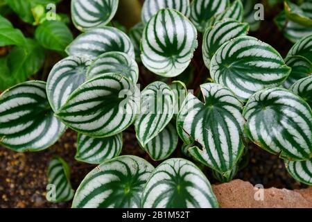 Tropical 'Peperomia Argyreia' or 'watermelon Peperomia' plant with round silvery green leaves with dark green stripes Stock Photo