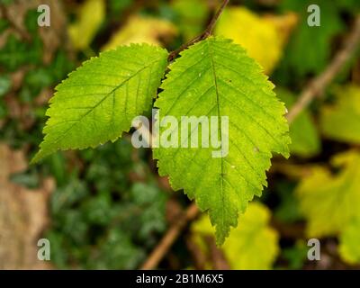 Closeup of two green leaves on an elm tree Ulmus catching the sunlight Stock Photo